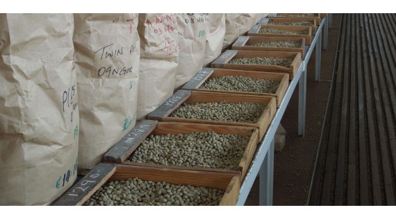 Kenia - afrykańskie oblicze kawy 